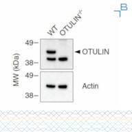 Anti-OTULIN antibody - serum