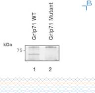 Anti-Grip71 antibody - 0.4mg/mL