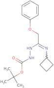 N'-[1-Cyclobutylamino-2-phenoxyethylidene]hydrazinecarboxylic acid tert-butyl ester