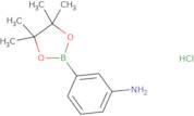 3-Aminophenylboronic acid pinacol ester hydrochloride