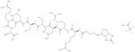 Biotinyl-S6 Phosphate Acceptor Peptide trifluoroacetate salt