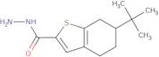 6-tert-Butyl-4,5,6,7-tetrahydro-1-benzothiophene-2-carbohydrazide