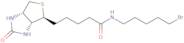 Biotin 5-bromopentylamide