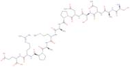 Somatostatin 28 (1-12)