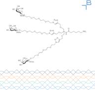 Tri-b-GalNAc-triazolyl-C5-amine