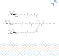 Tri-b-GalNAc-6-aminohexanoate