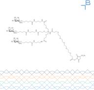 Tri-b-GalNAc-PEG5-sulfo-NHS ester