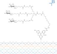 Tri-b-GalNAc-b-alanine-PEG3-FITC