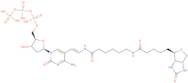 Biotin-11-deoxycytidine-5'-triphosphate, lithium salt - 1 mM aqueous solution