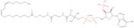 Linoleoyl coenzyme A