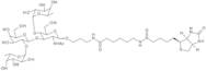 Lewis B tetrasaccharide-sp-biotin