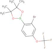 2-Bromo-4-(trifluoromethoxy)phenylboronic acid pinacol ester