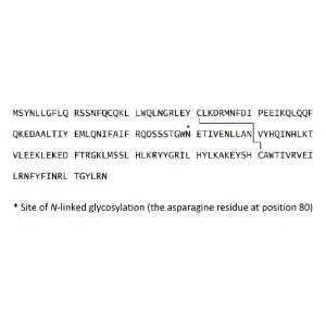 Interferon β-1A