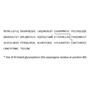 Interferon β-1A