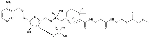 Crotonyl Coenzyme A free acid