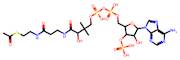 Acetyl Coenzyme A, Free Acid