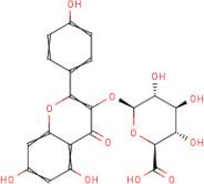 Kaempferol 3-O-?-D-glucuronide
