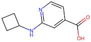 2-(Cyclobutylamino)isonicotinic acid