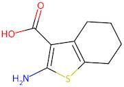 2-Amino-4,5,6,7-tetrahydrobenzo[b]thiophene-3-carboxylic acid