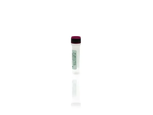 BSA Antigen Concentrate