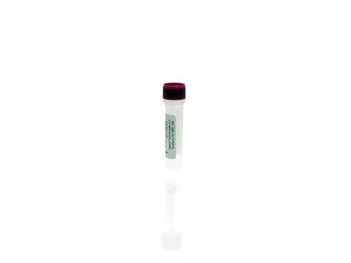 Protein A Concentrate