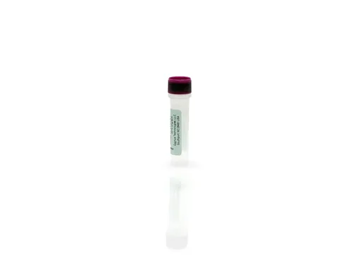 E. coli Antigen Concentrate w/o BSA