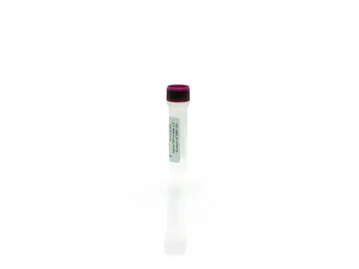 L. lactis HCP Antigen Concentrate