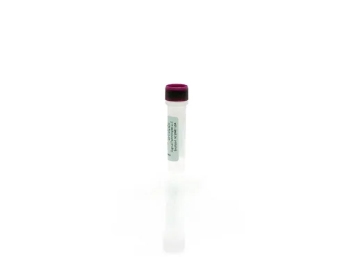 L. lactis Control Antigen