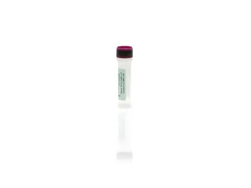 HeLa Antigen Concentrate