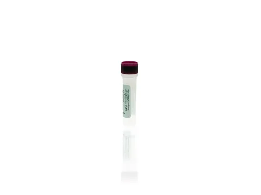 EndonucleaseGTP® Antigen Concentrate