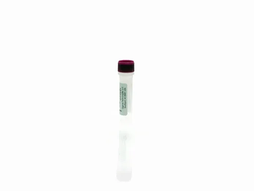 Vero Cell 2G Control Antigen, WB