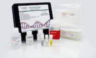 CHO DNA Amplification Kit in Wells