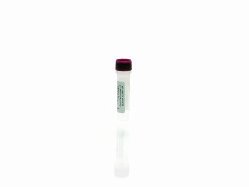 Vero Cell 2G Control Antigen, WB