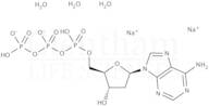 2''-Deoxyadenosine-5''-triphosphate sodium salt (dATP); 100mM solution