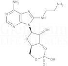 8-(2-Aminoethyl)aminoadenosine-3'',5''-cyclic monophosphate