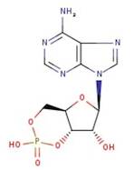 Adenosine 3',5'-cyclic monophosphate, 99+%