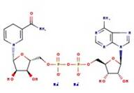 β-Nicotinamide adenine dinucleotide, disodium salt, hydrate, 95+%, reduced form