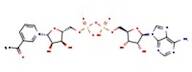 3-Acetylpyridine adenine dinucleotide, 90%