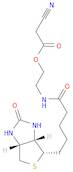 2-[[5-[(3aS,4S,6aR)-Hexahydro-2-oxo-1H-thieno[3,4-d]imidazol-4-yl]-1-oxopentyl]amino]ethyl 2-cyanoacetate