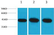 α-Smooth Muscle Actin Rabbit pAb