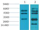 TGFβ1 Rabbit pAb