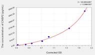 Human CASP2(Caspase 2) ELISA Kit