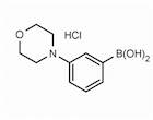 3-(Morpholin-1-yl)phenylboronic acid hydrochloride