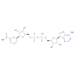 β-Nicotinamide Adenine Dinucleotide