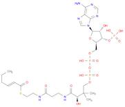 Coenzyme A, S-(2E)-2-hexenoate