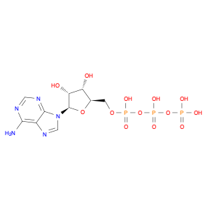 Adenosine triphosphate