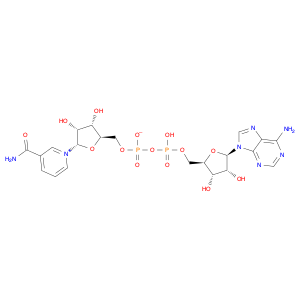 α-nicotinamide adenine dinucleotide,α-diphosphopyri