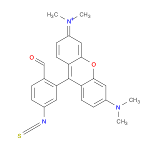 Tetramethylrhodamine isothiocyanate Isomer R