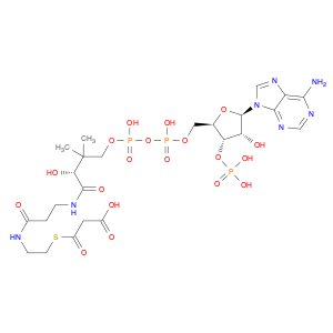 Malonyl CoA