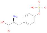 酪氨酸 O-硫酸酯